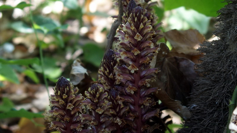 Neottia ?? no, Orobanche hederae